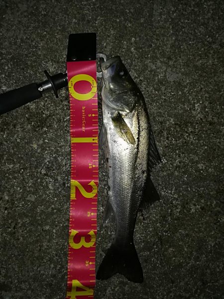 太刀魚、時々、シーバス