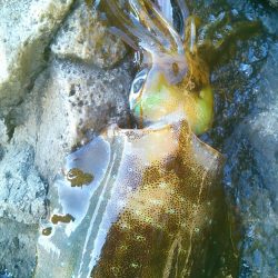 雪が降る前に～♪