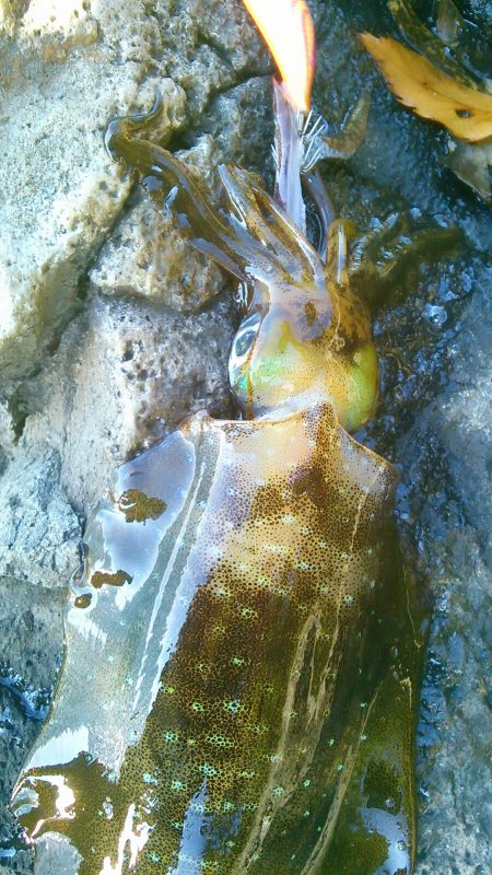 雪が降る前に～♪