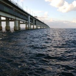 メバル、ワーム食わず