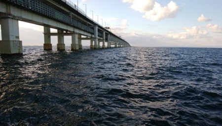 メバル、ワーム食わず