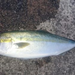 久々のハマチ！