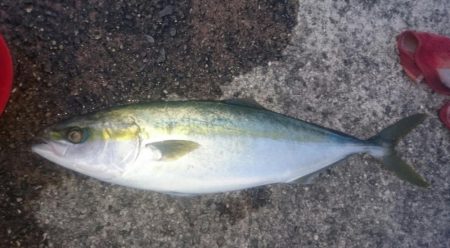 久々のハマチ！