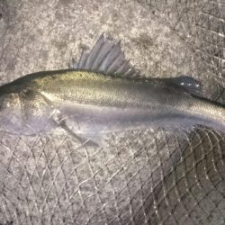 呑ませでスズキ