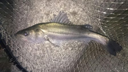 呑ませでスズキ