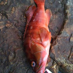 ショアジギにて