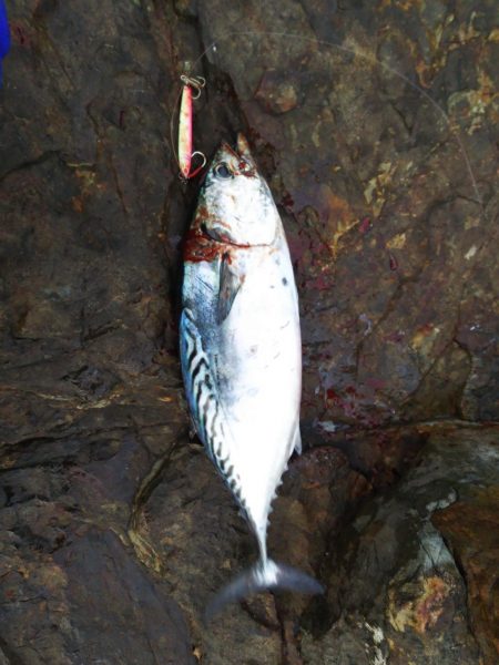 ショアジギング