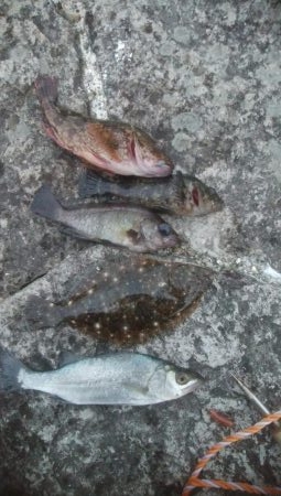 1年ぶりのメバーリング