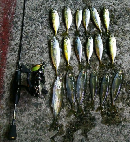 激渋アジング調査