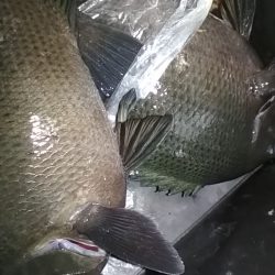 デカアジ出てこいやぁ〜！！