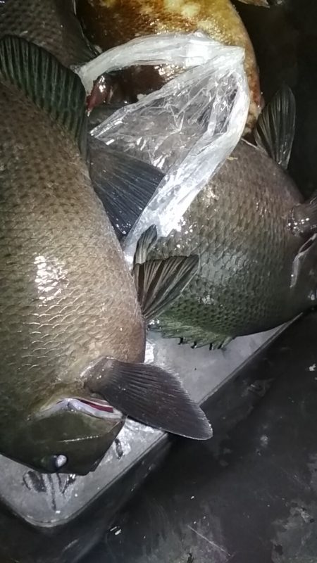 デカアジ出てこいやぁ〜！！