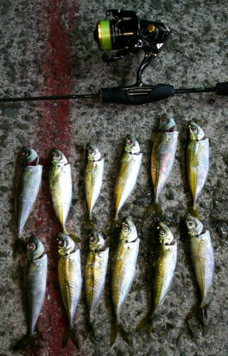 まだまだなんとかアジング