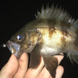 メバリング開幕!