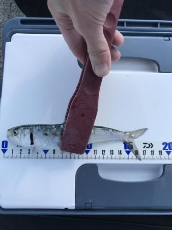 マイワシと根魚