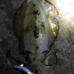 エギング最高！