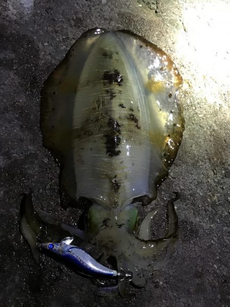 エギング最高！