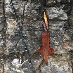 エギング　ヤリイカの時期　京都の冬　2017年1月まとめ！