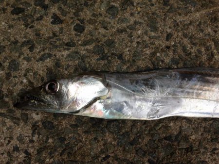 青物不発のタチワン