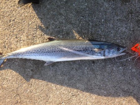 サワラゲットー