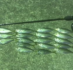 アジ浮いてます