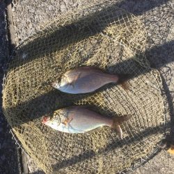 またまた海タナゴ☆