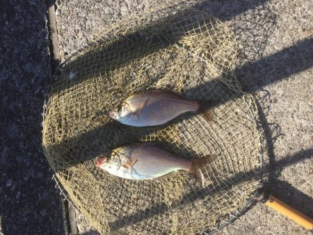 またまた海タナゴ☆