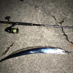 タチウオまだいけそう!