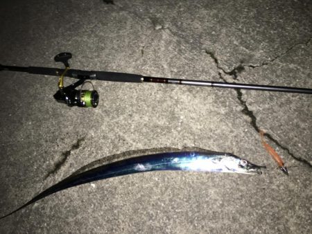 タチウオまだいけそう!