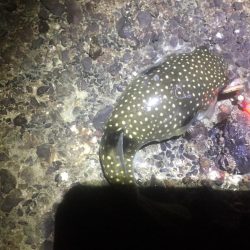 朝まずめのちびヒラメ