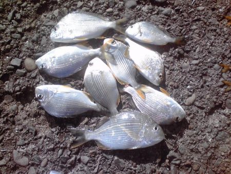 ヘダイ、グレ、小アジ等