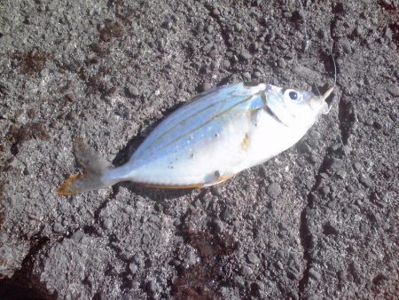 小アジ、カイズ、ガシラ等