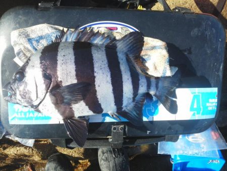 フカセで石鯛37cm・・・・