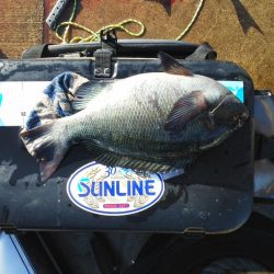 グレは37cmアオリイカ・小さい・・・・・・