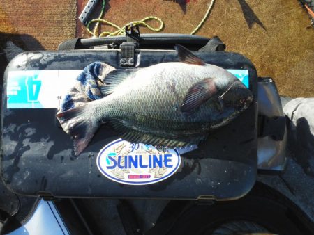 グレは37cmアオリイカ・小さい・・・・・・