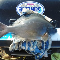 尾長祭りでした・・