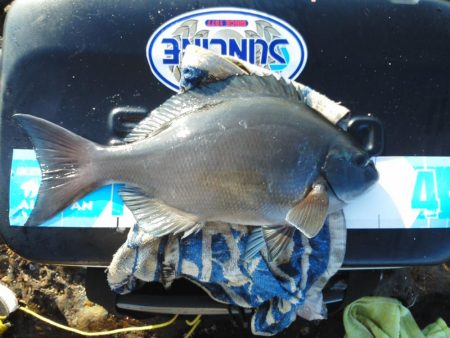 尾長祭りでした・・