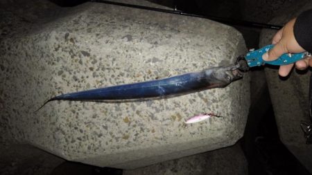 穴釣りとショアジギング