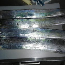 タチウオしか釣れません！