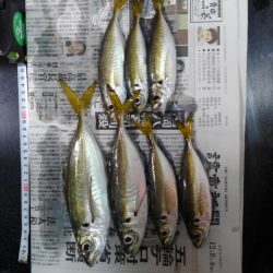 コスモスクエアにて大アジ発見