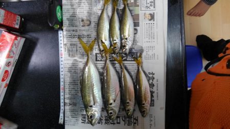 コスモスクエアにて大アジ発見