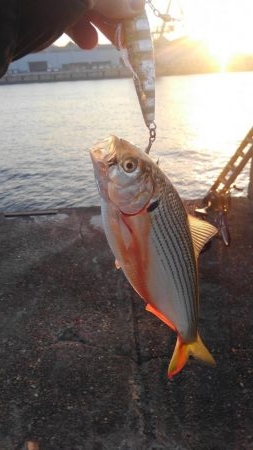 コノシロフィーバー