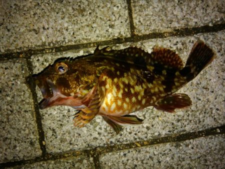 今季初ガシリング!