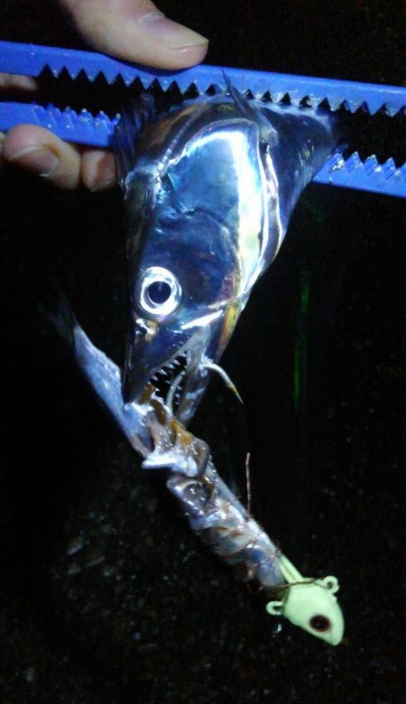 タチウオ もう1本