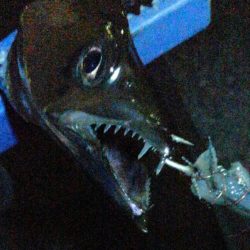 今日もタチウオ 2本