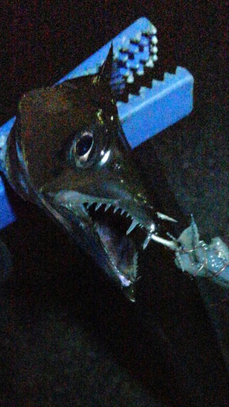 今日もタチウオ 2本