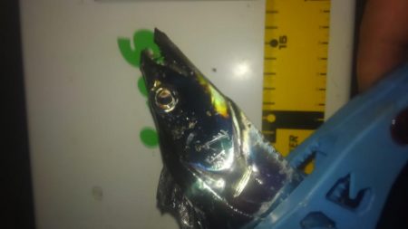 ワインド雪辱戦