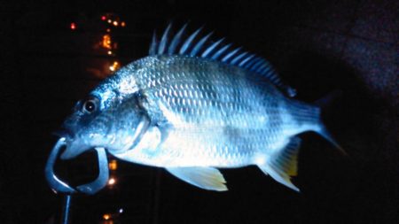 別府港でアナゴ、キビレ！