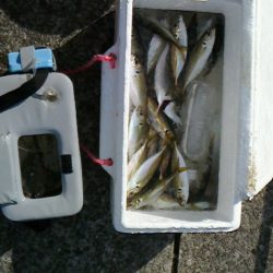 青物は釣れない( ﾉД`)ｼｸｼｸ…