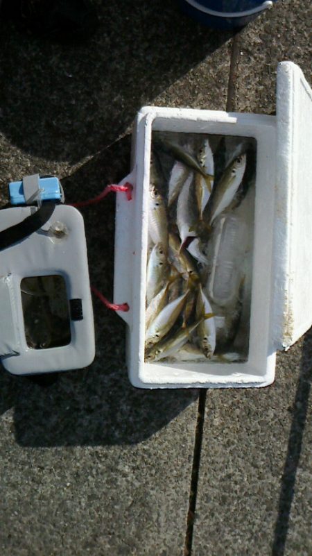 青物は釣れない( ﾉД`)ｼｸｼｸ…