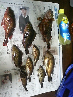 釣り納めメバリング(　ﾟﾛﾟ)!!